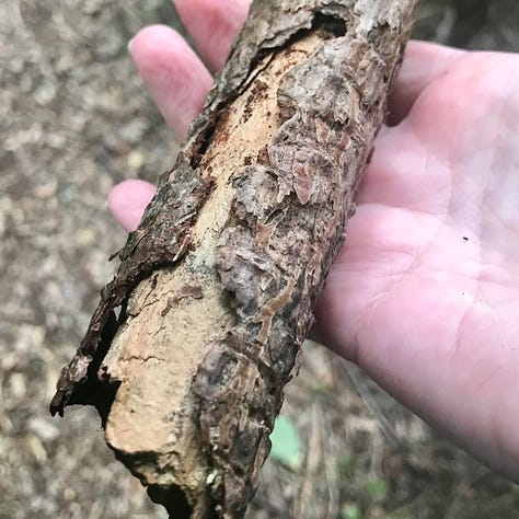 An image of me holidng a thick branch with bark peeling off; a centrepeice of forest leaves and flowers surrounded by twigs and poles, a tree trunk cut down, entangled with ivy root