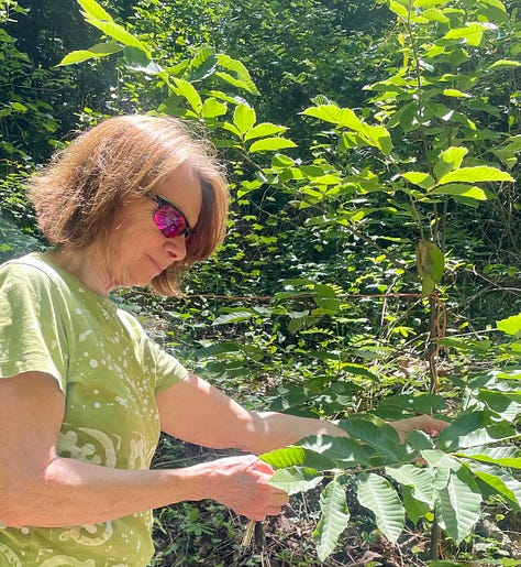 Pictures of big and small chestnut trees.