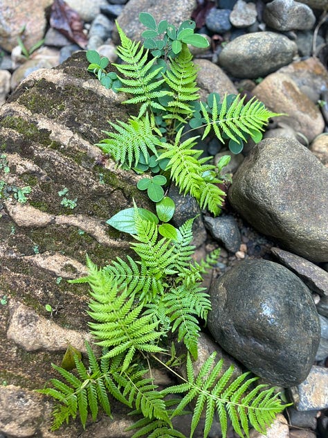 ferns on rocks, stream, gardenia flower, rosemary, bird of paradise circular leaf, me and my two kids