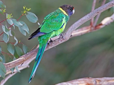 Australia wildlife