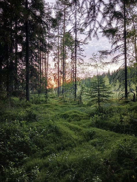 Kurjenrahkan kansallispuisto