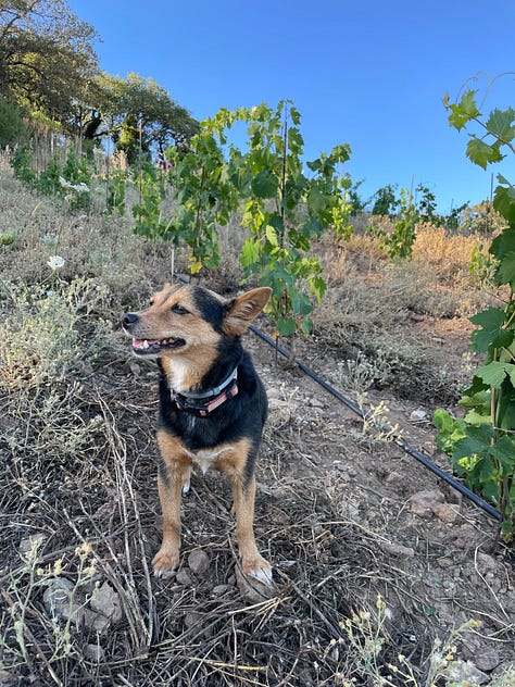 clearing rocks in the vineyard vines are growing