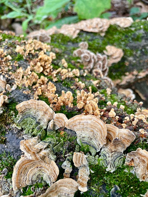 Mushrooms galore in the Woodland garden today. 