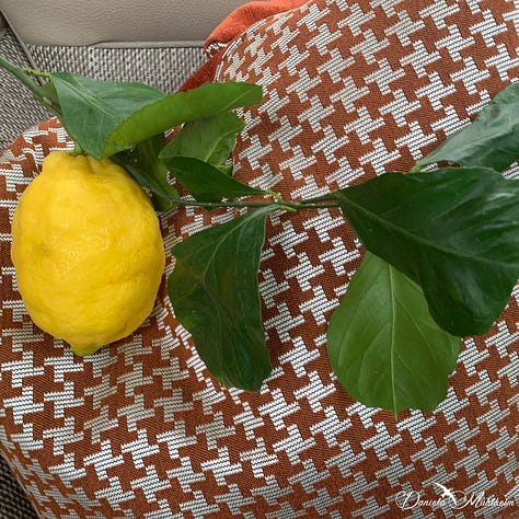 Amalfi lemon growing along the amalfi coast