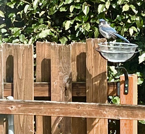 squirrel on fence looking alert, crow contemplating peanut on plywood, scrub jay perched on rim of water bowl, just before bath