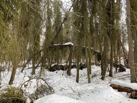 Photos of trees and snow in Connor's Bog after a winter filled with heavy snowfall. Most of the snow has dropped to the ground but snowballs and snow slicks remain perched high in the tree tops or on trunks bent by the snowfall and wind. 