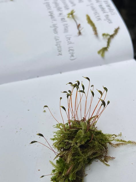 mossy forest, moss up close