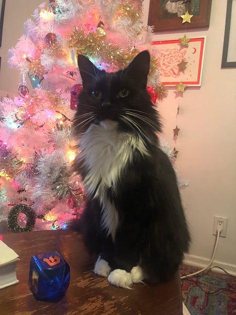 Some of my favorite photos of my long-haired tuxedo cat, Zadie