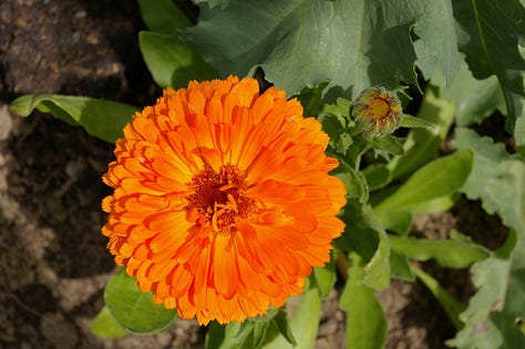 Images of bright orange fresh and dried marigolds
