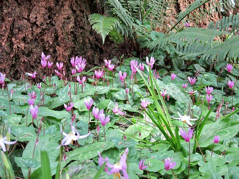 Closeup and overview series of shooting stars, pink dogtooth violet, fritallaria, primrose...perfection!