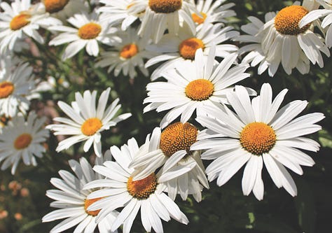 Blue and White Flowers