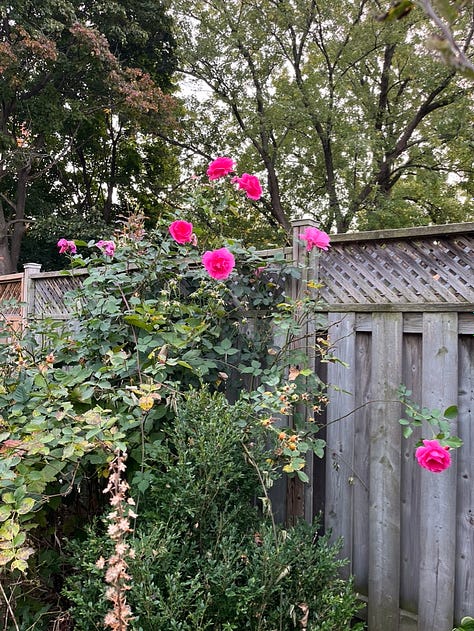 Fall foliage in my garden and neighbourhood