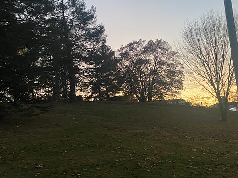 a twilight sky through bare tree branches