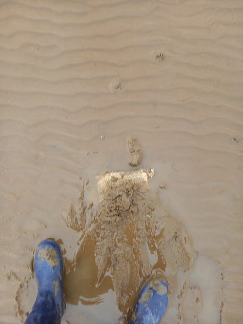 green leaf worm egg; half buried seed pillow; Andy leaning over to stake a seed pillow; person crouched in the mud; footprints through the mud sand; seagrass edges.