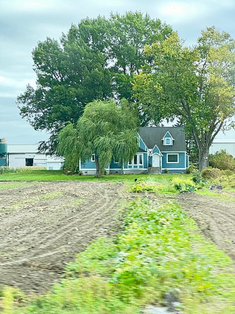 Trees in Skagit County