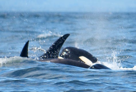 Bigg's orcas hunt Steller sea lion