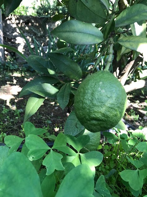 Lemons and limes thrive in busy gardens clinging to the sides of the hilltop village.