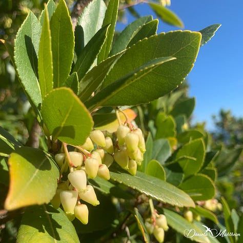 flowers strawberry tree