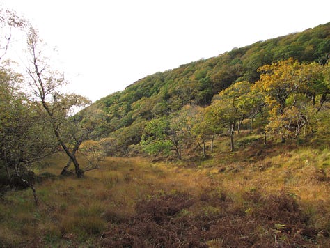 Images show the colours of the trees in Scotland, in Autumn. The birches are yellow, the oaks green and brown, the bracken is dying off and there is a faint mist rising from the damp, boggy ground in some of the photographs.