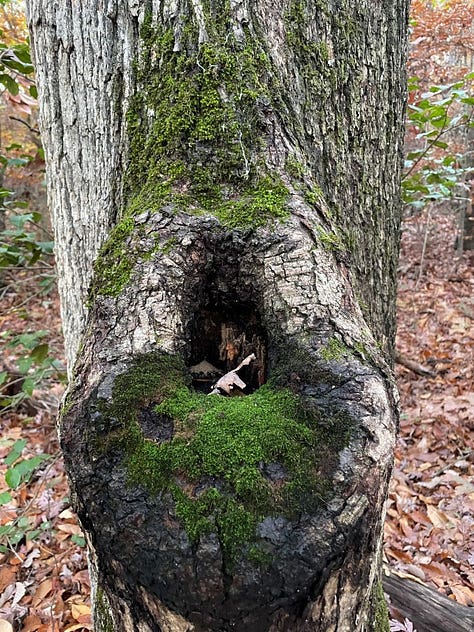 three photos of a tree hollow with moss on front rim and small vertical pieces of decaying wood inside. in leftmost photo the hollow is covered with snow.