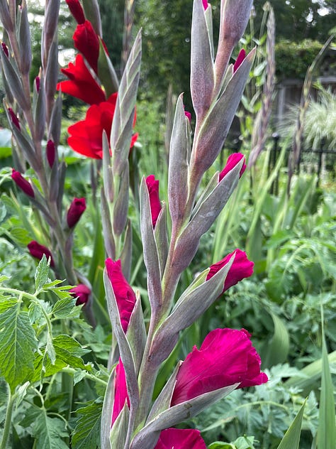 Glads, Dahlias, Sweet peas—full house in the Kitchen Garden this month