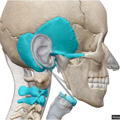 Hyoid, Temporal Bone, Mandible