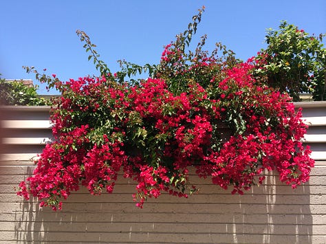 Red white and blue flowers