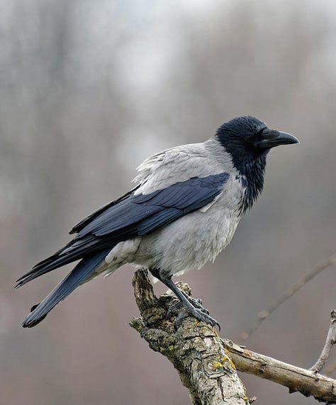 Photos of gray and black hooded crow, green ring-necked parakeet, and sunbird.