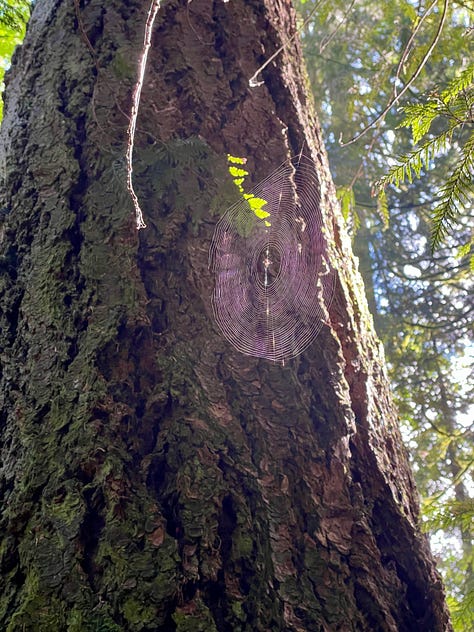 Nature images. Left to right, reflection of snags in fen waters, lichen, moss, and ferns in old growth forest, spider web catching morning light against the trunk of a large fir tree