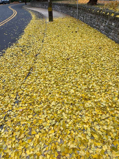 Six images: a black door looking out a door, steps covered with snow in a woods, yellow leaves over a road, a brick labyrinth, a hot pink tunnel in the dark, steps in the woods