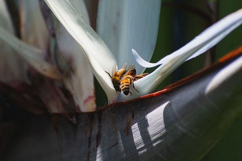 a monarch butterfly resting on a flowering plant with its wings fully spread | two bees pollinating a bird of paradise | a blooming country rose | a spider capturing a bee in its web