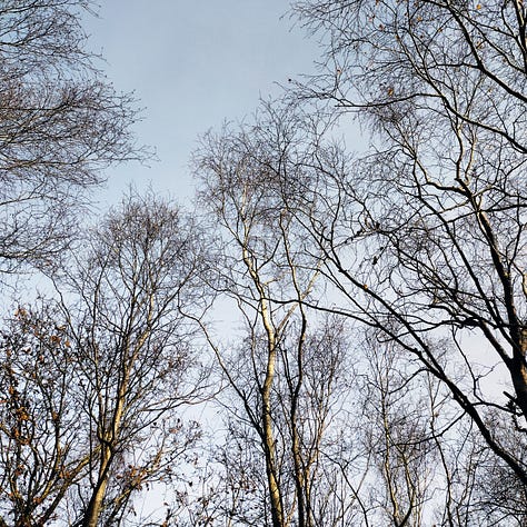 Three images showing close ups of oak leaves, still green on a wintry branch; looking up at the over story, delicate birch branches against a wintry blue sky, close up of a mature birch trunk, peeling white bark with dark brown scars and rusty red staining