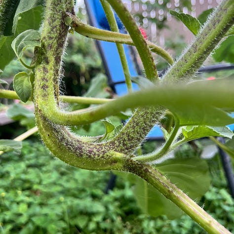 A series of images of a sunflower - currently without a bloom on it - with a broken stalk. the first image shows a close up of the break in the stalk. The second image shows a close up of where the stalk had started growing in a hook shape in order to keep growing after breaking, the third image shows the full plant, with the broken stalk, the hook in its stalk, and the top of the plant growing towards the sun