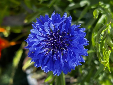 Blue and White Flowers