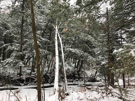 Winter trails in Chelsea Quebec