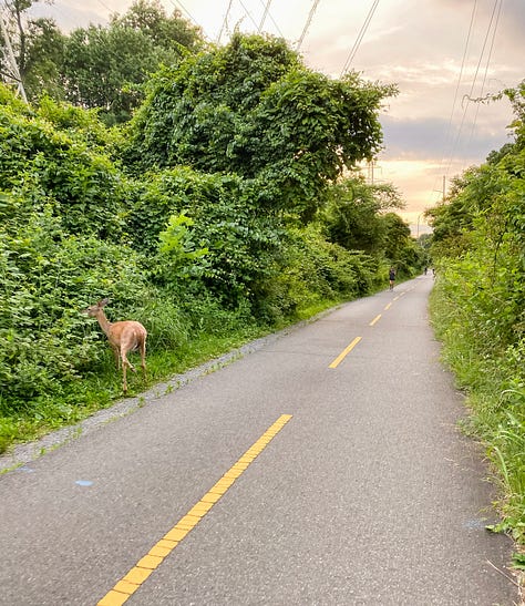 Photo of a paved walking trail surrounded by lush vegetation and a deer on one side, a round embroidery hoop with an image of a pineapple, a woman smiling and presenting the piles of fresh pasta she made from scratch, a selfie photo of woman and her dad painting a piece of furniture, a photo of a woman and her mom sitting on the floor painting a piece of furniture, a selfie photo of a woman and her parents sitting down at the dinner table to eat barbecue food, a photo of a woman and her dog looking out the window, a photo of a LOVE sign in a grassy, woody green forest, a selfie photo of a woman with her parents and dog behind her walking in the opposite direction.