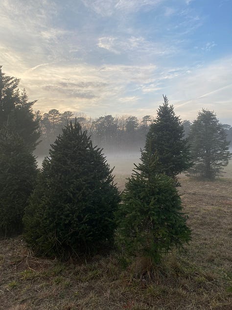 9 photos of Christmas trees (various firs) and mist-covered fields 