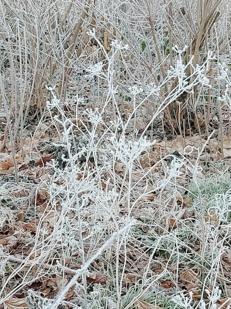 Nature impressions in the hoarfrost