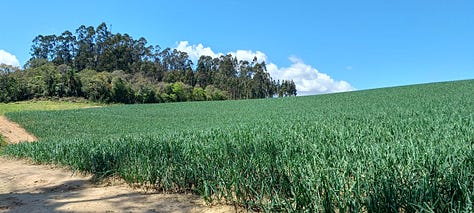 Em ordem cronológica: sementes semeadas no canteiro, de onde saem as mudas para plantar (sim, sou eu nos anos 90 haha); Mudas plantadas na lavoura; Alguns meses depois, as mudas crescem e formam os pés de cebola; Quando fica madura, os pés são arrancados da terra, as folhas são cortadas e a cebola é colocada em sacos; Esses sacos são armazenados para depois serem vendidos.