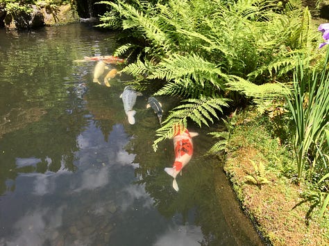 A series of photos of the Strolling Pond garden with koi fish in the water, irises in bloom, reflections of leaves, and a Japanese lantern covered in moss.