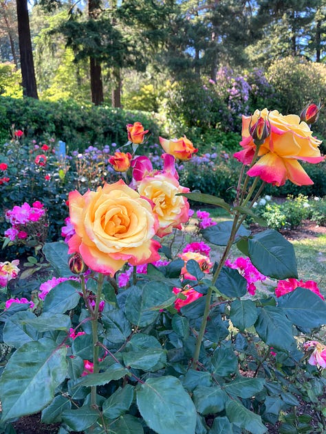 Roses and highlights from the International Rose Garden in Portland, Oregon