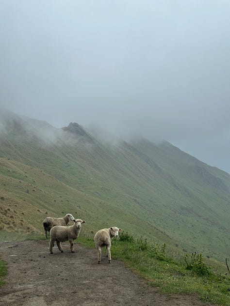 Golden fields as seen from Amtrak, selfie in New Zealand, sheep on a mountain