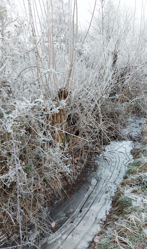 Nature impressions in the hoarfrost