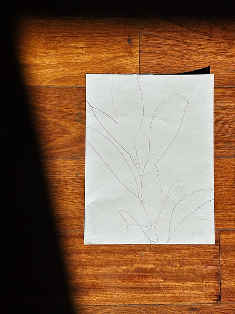 Six photos of the steps you need to take for this prompt. A plant in sunlight, casting a shadow. Two photographs of line drawings once the shadow of the plant has been traced. Three photos of the painting in progress.