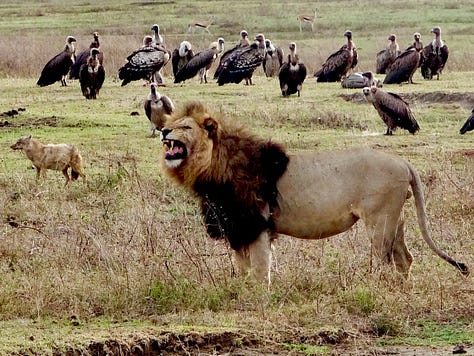 Serengeti lions