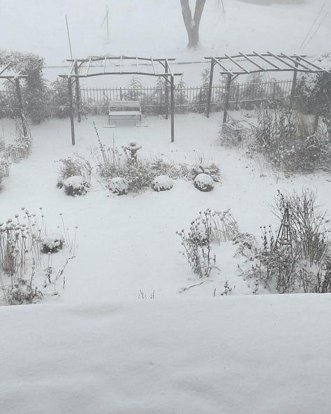 The Cottage Garden has a yew arch on the east end, a pergola walk on the south side, and a hornbeam boxed hedge on the western border. Here it is all shrouded in heavy snow fall last week.