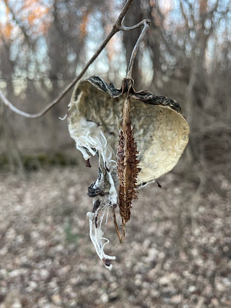 a dried milkweed pod hanging from a vine, a mantle of small stems of flowers in individual bottles and vases, and a person's hand holding a single daffodil