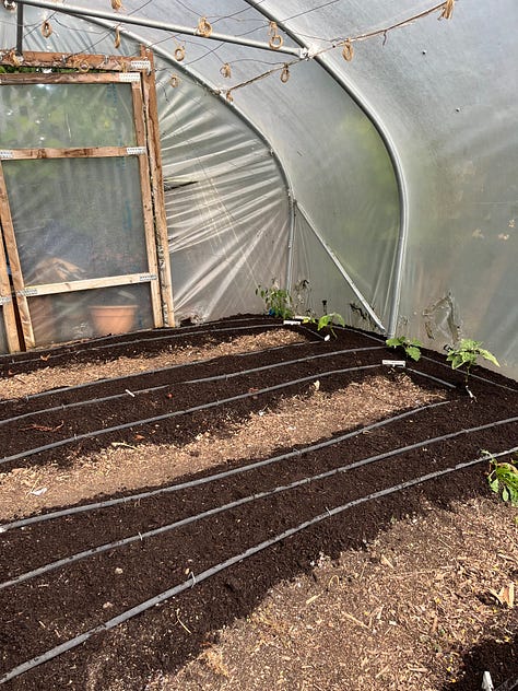 1. Heavily thinned tomato stems in the glasshouse; 2. Glasshouse once tomatoes had been removed and twine hung up until May; 3. The freshly topdressed and wood chipped polytunnel, with exceptionally slow-growing aubergine in the back.