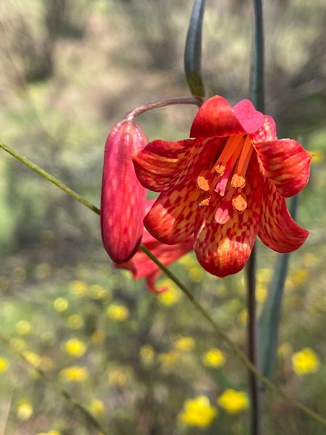 Three photos of Fritillaria.