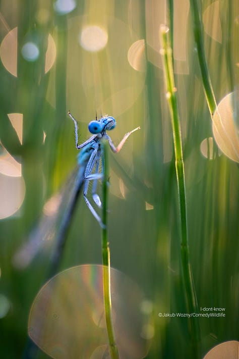 Comedy Wildlife Photography Awards 2023